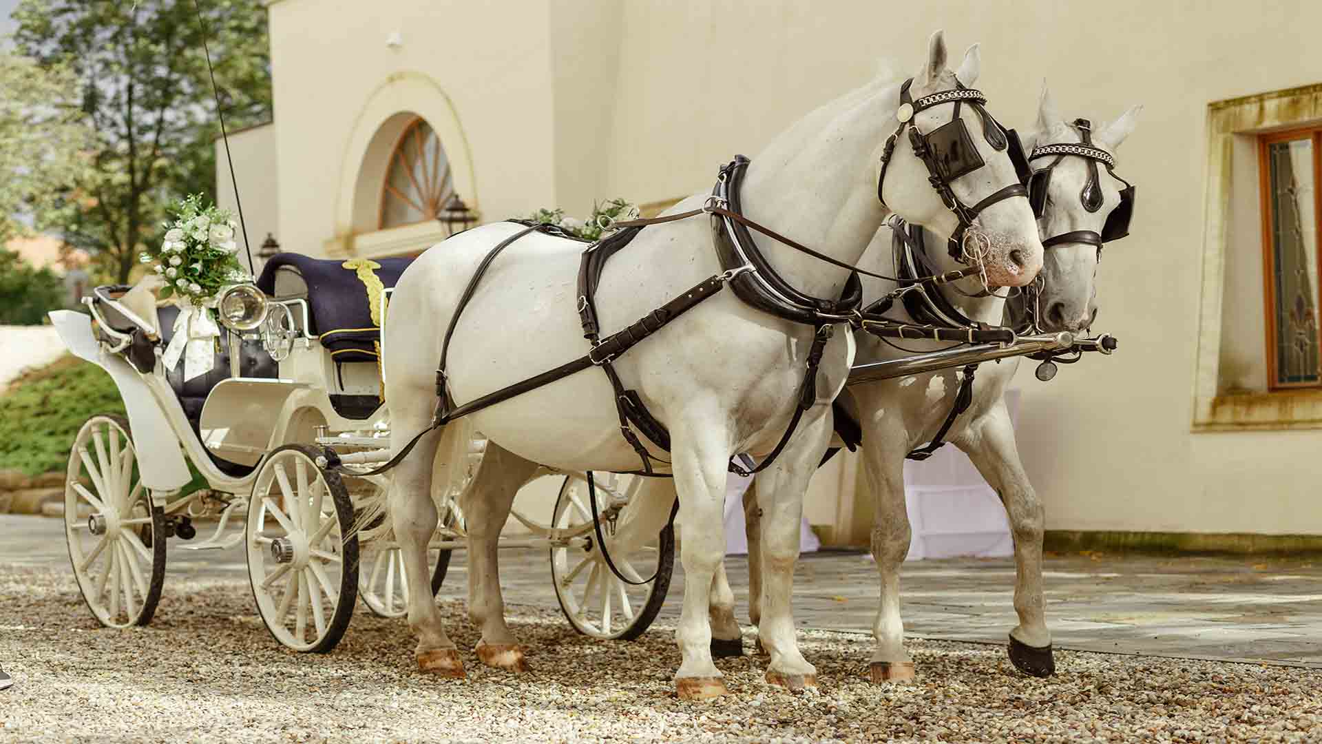 Horse & Carriage Hire
